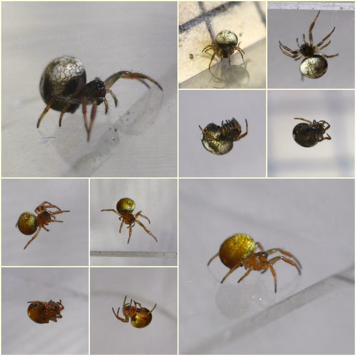 Theridiosoma gemmosum