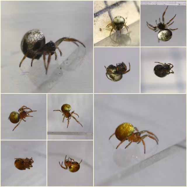 Theridiosoma gemmosum