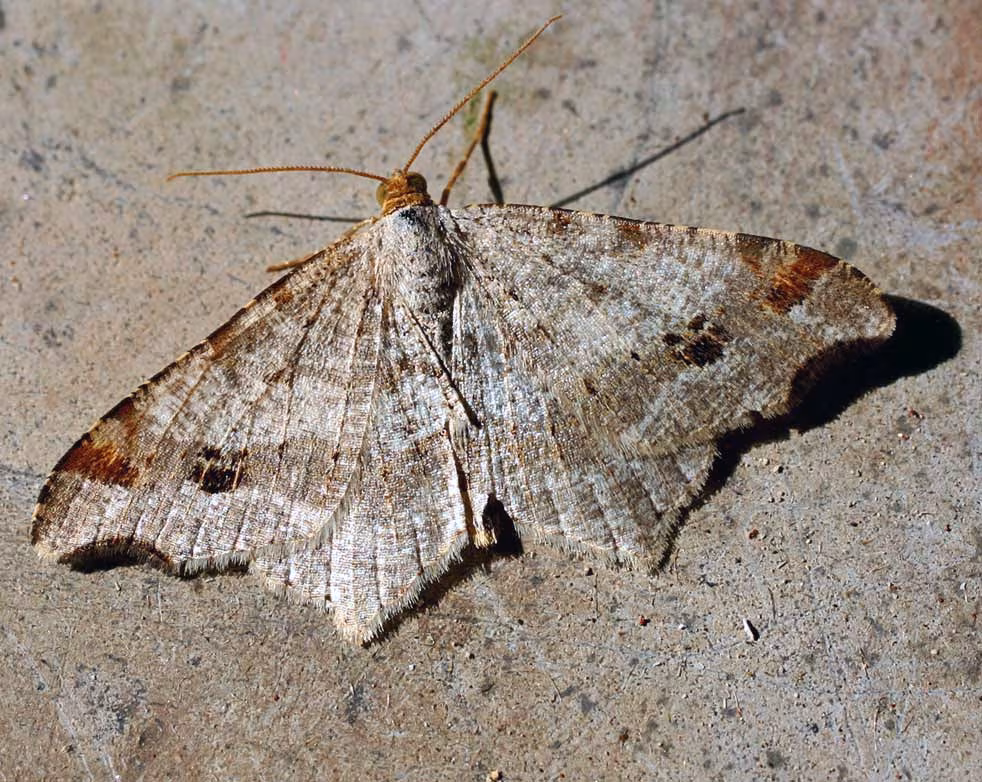 Macaria notata