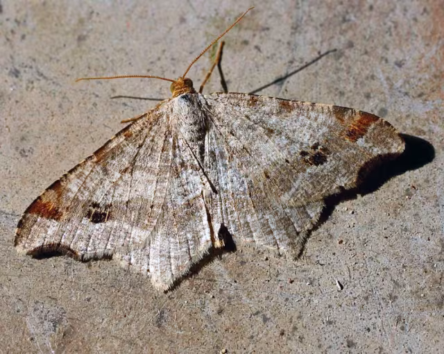 Macaria notata