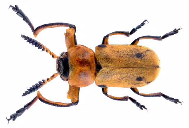 Macrolenes dentipes