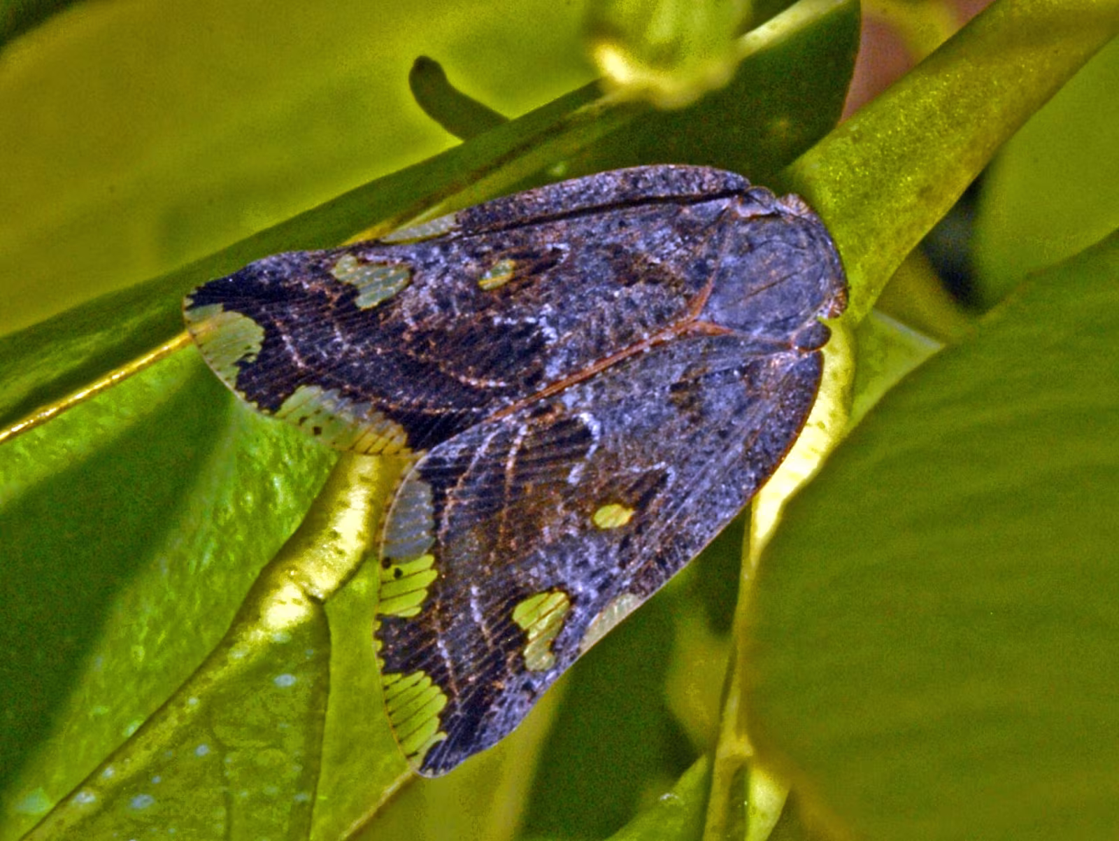 Ricania