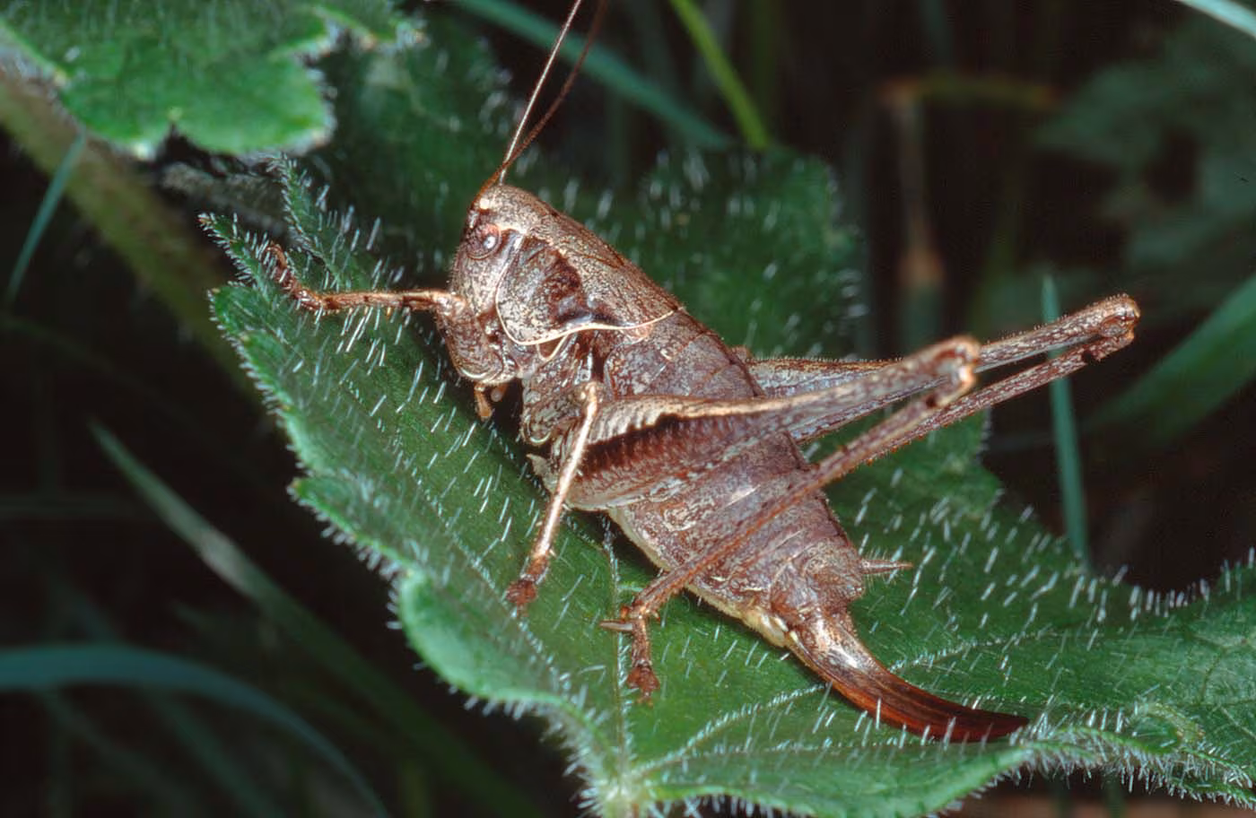 Pholidoptera griseoaptera