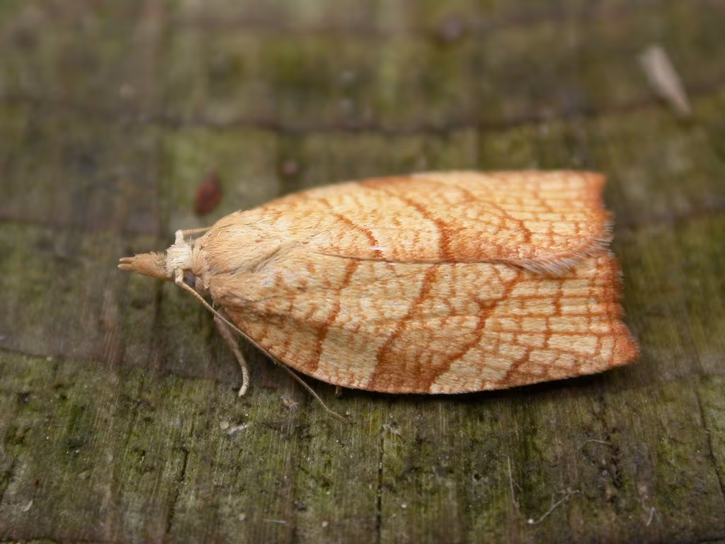 Pandemis corylana