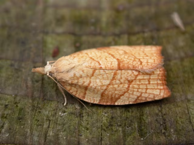 Pandemis corylana
