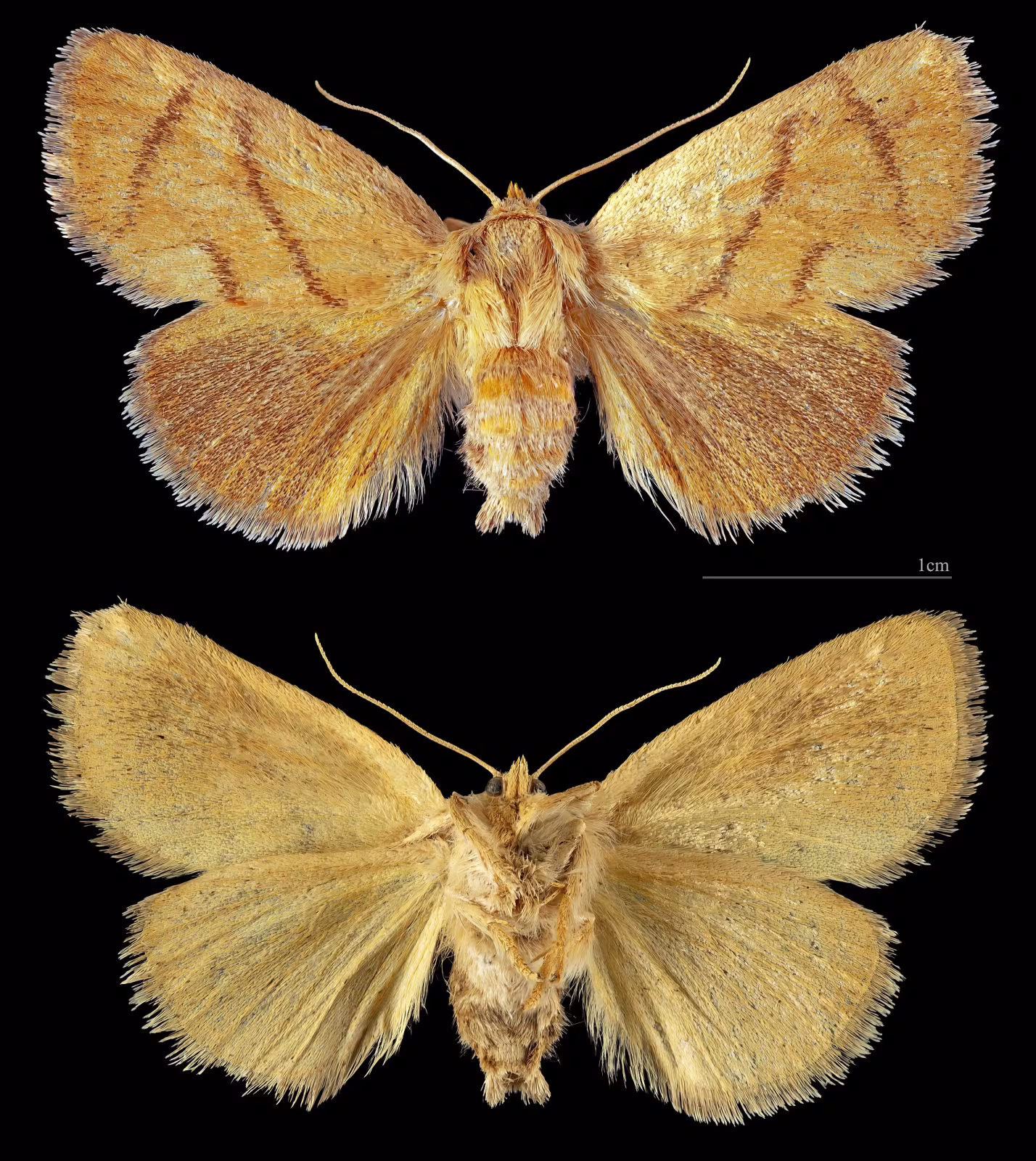 Apoda limacodes