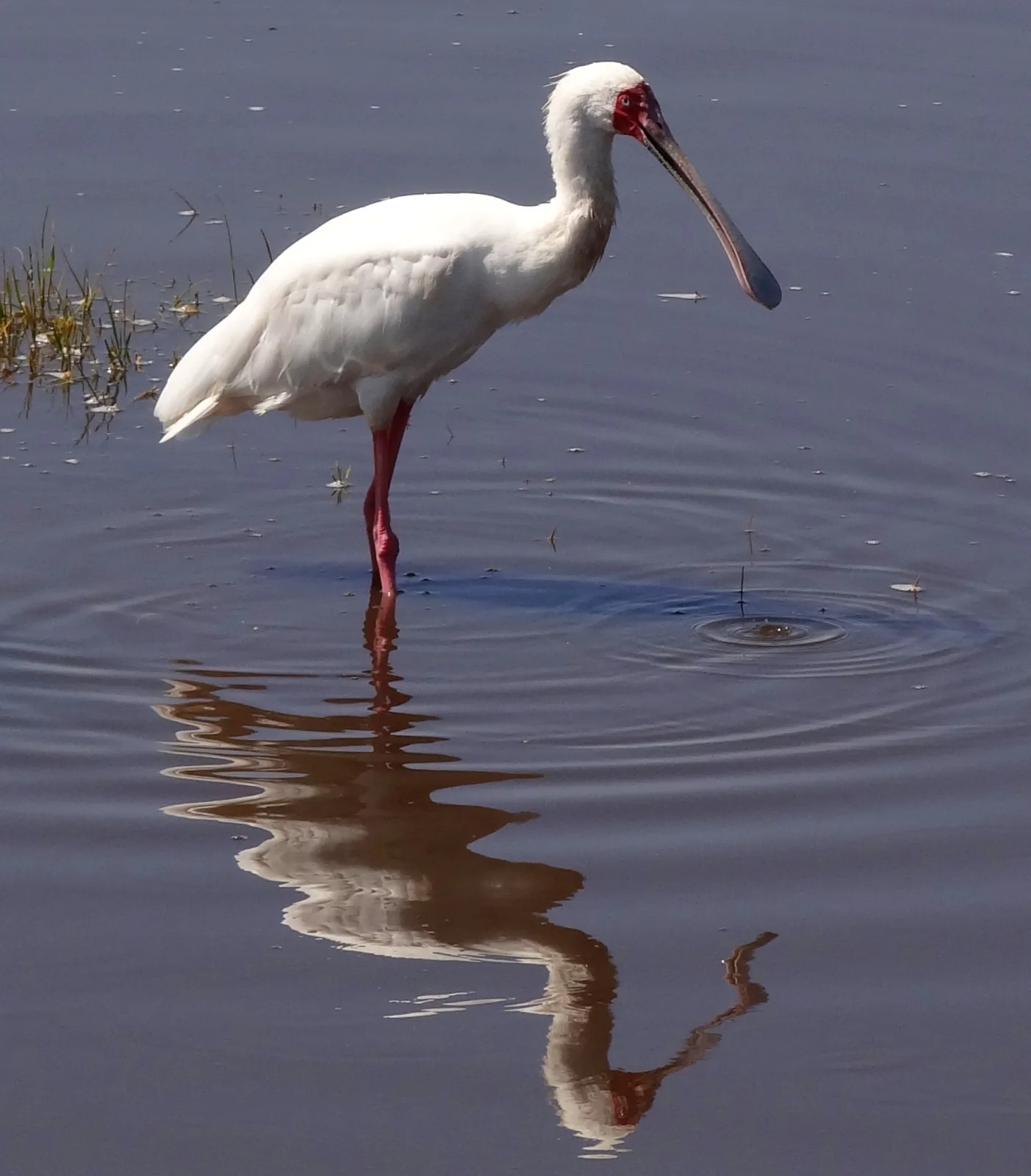 African Spoonbill