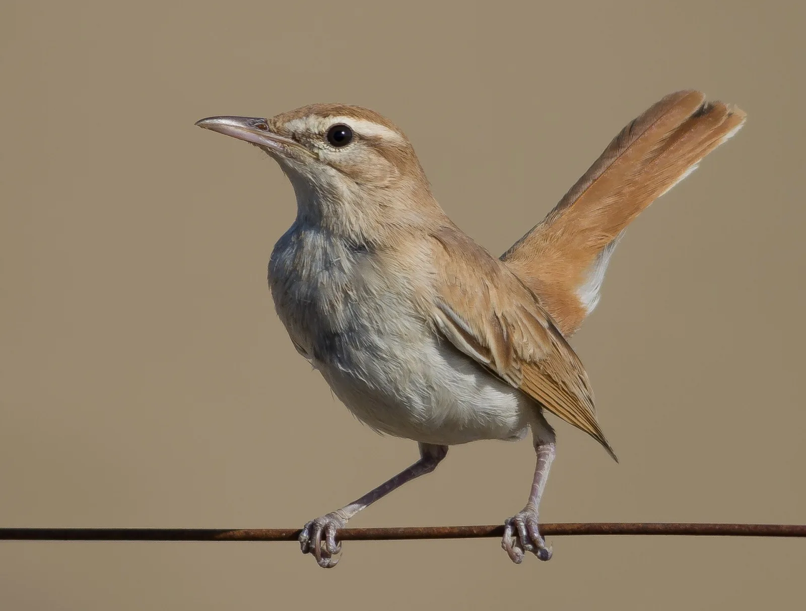 Rufous-tailed Scrub-Robin