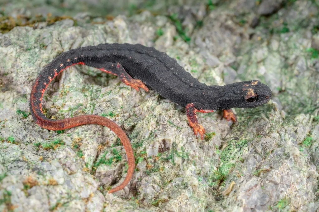 Salamandrina dagli occhiali meridionale
