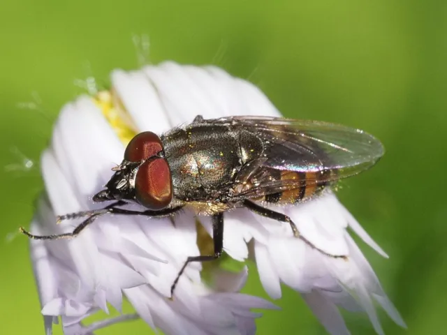 Stomorhina lunata