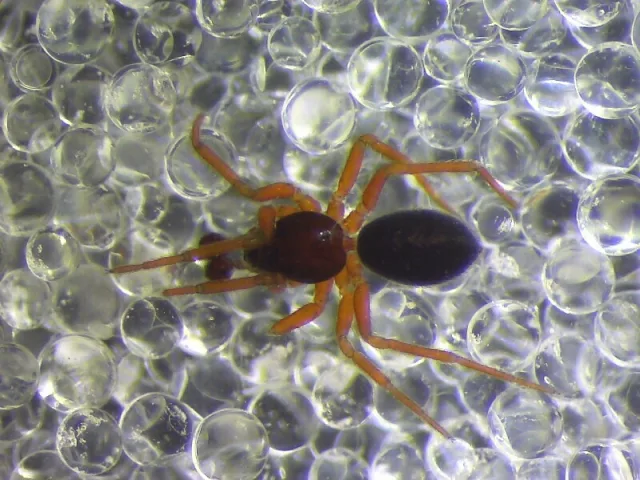 Walckenaeria stylifrons