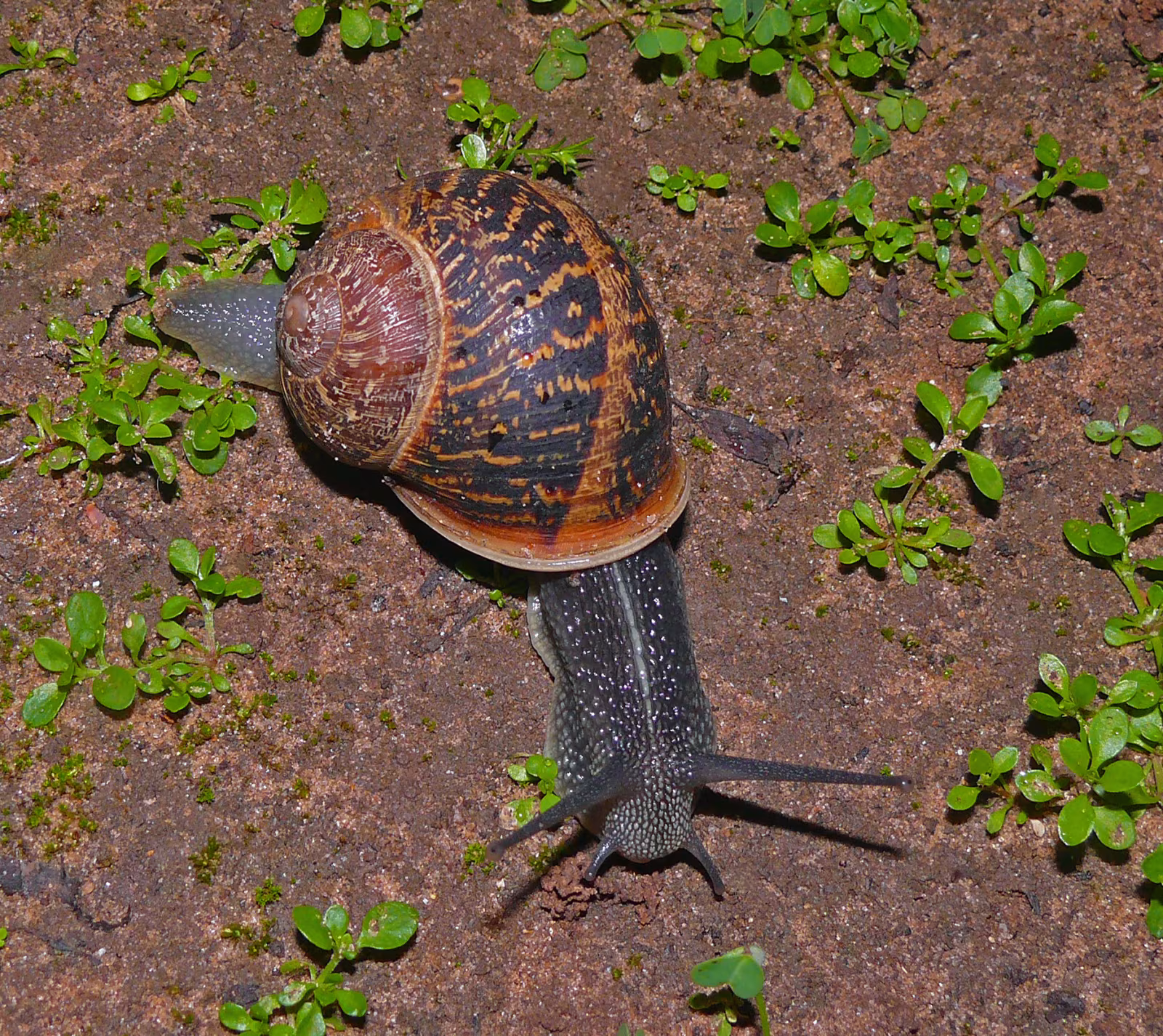 Garden Snail