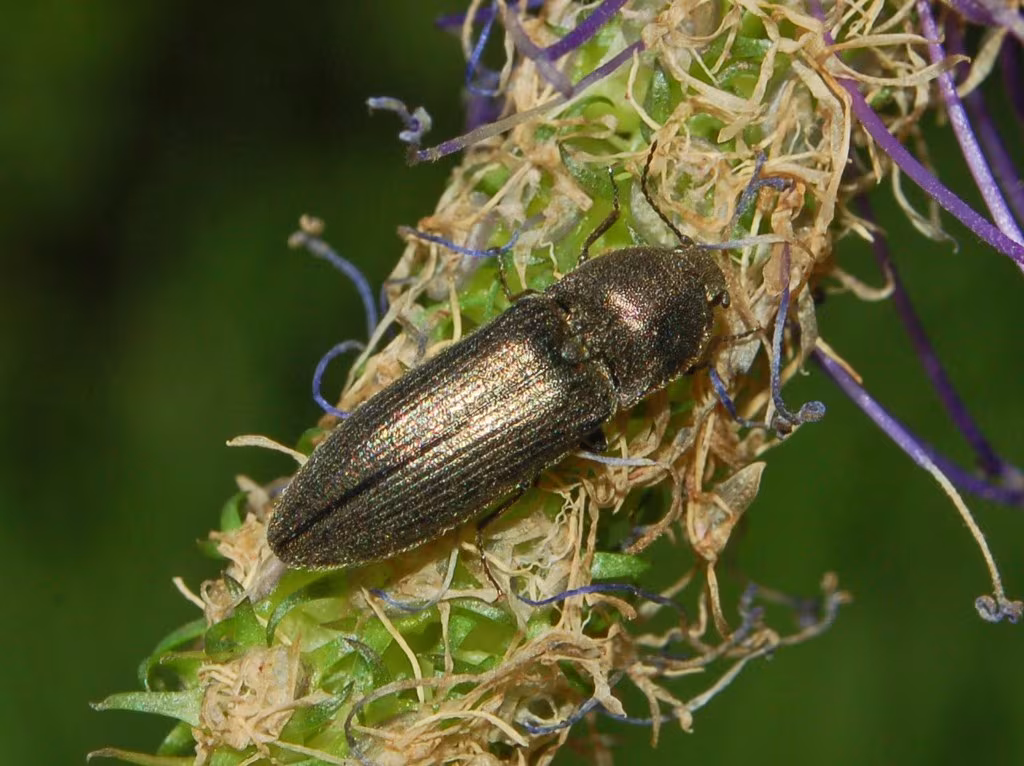 Cidnopus pilosus