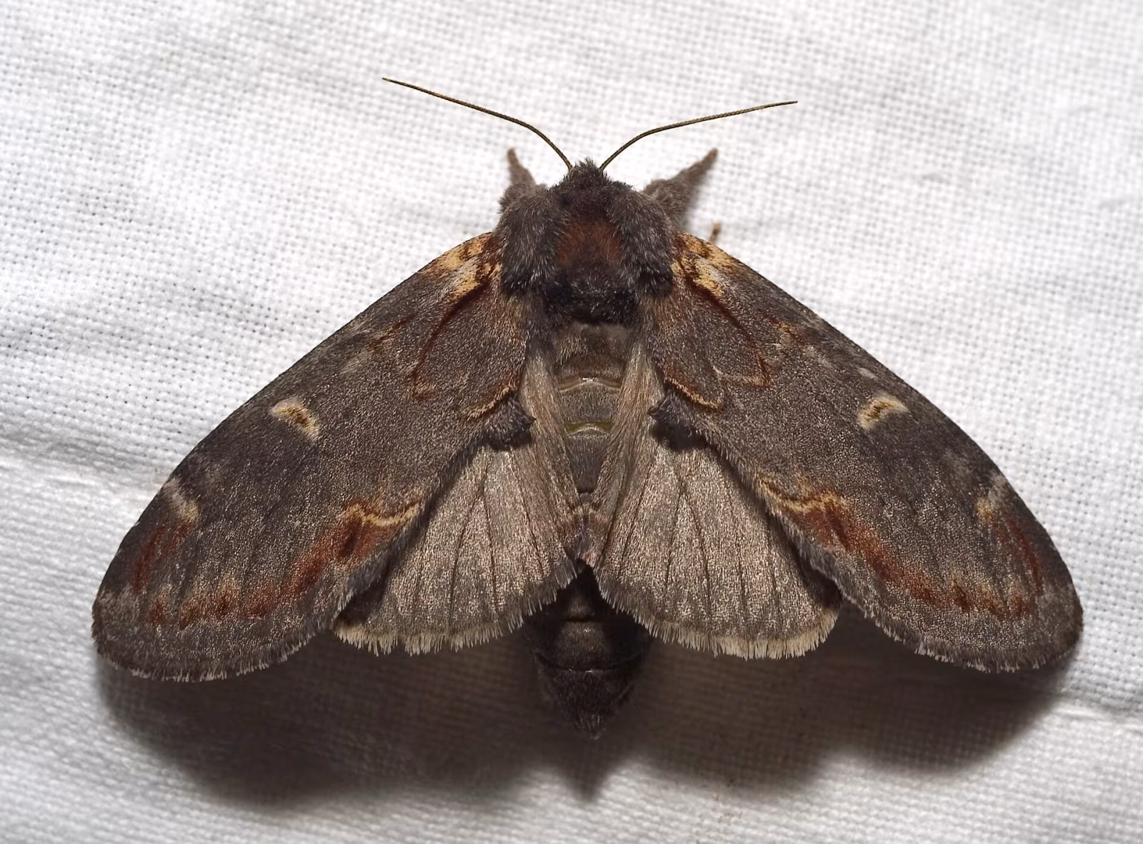 Notodonta dromedarius