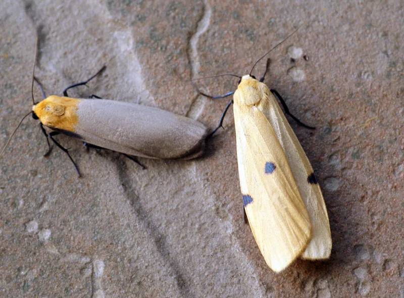 Litosia quadra