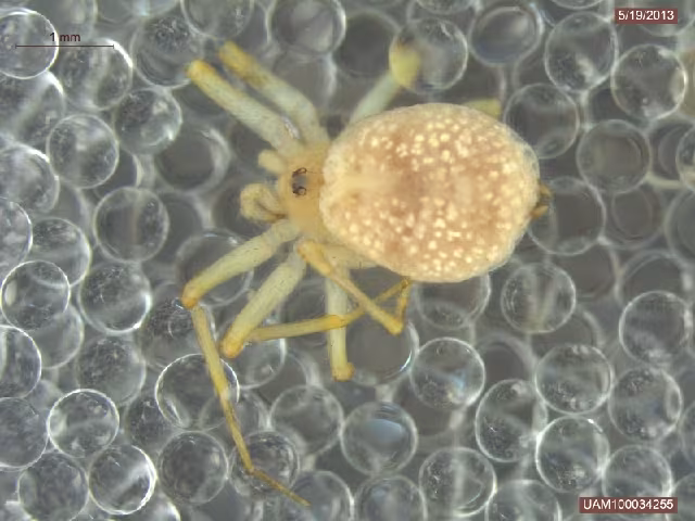 Oecobius cellariorum