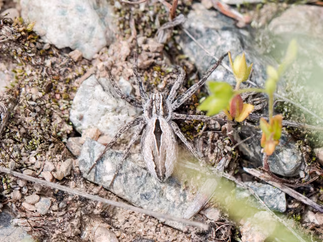 Thanatus arenarius