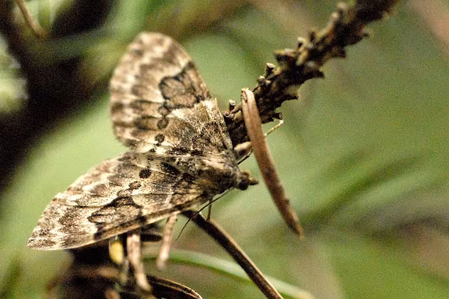 Thera variata