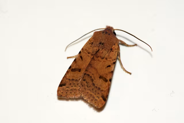Agrochola lychnidis