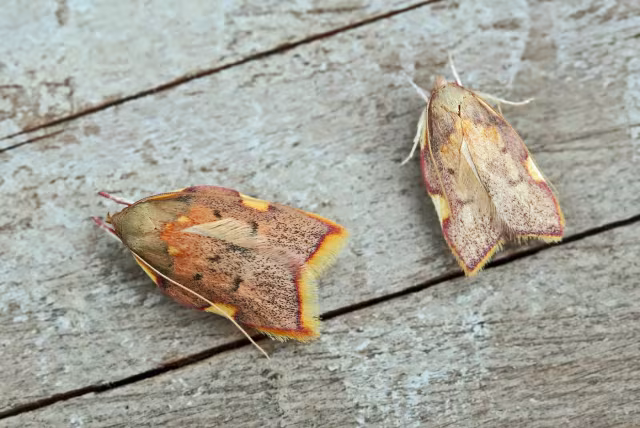 Carcina quercana