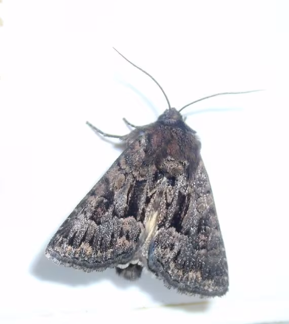 Mniotype adusta