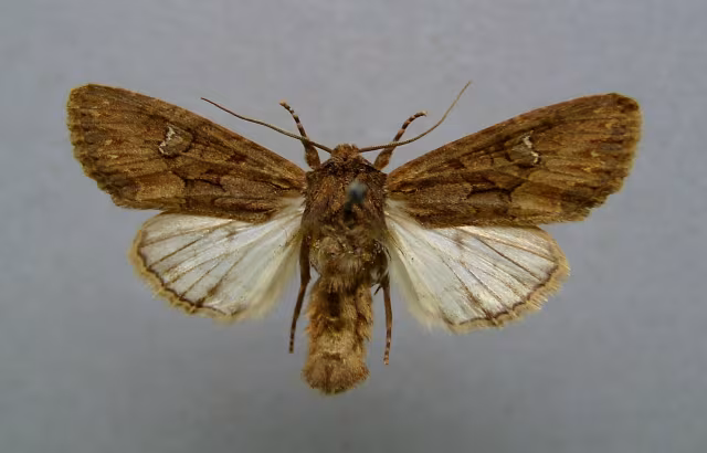 Mniotype solieri