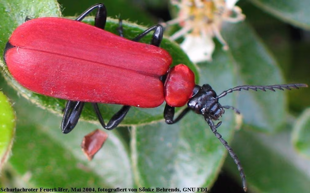 Black-headed Cardinal Beetle