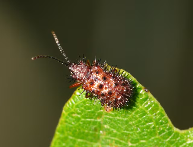 Dicladispa testacea