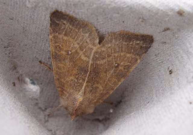 Xanthia ocellaris