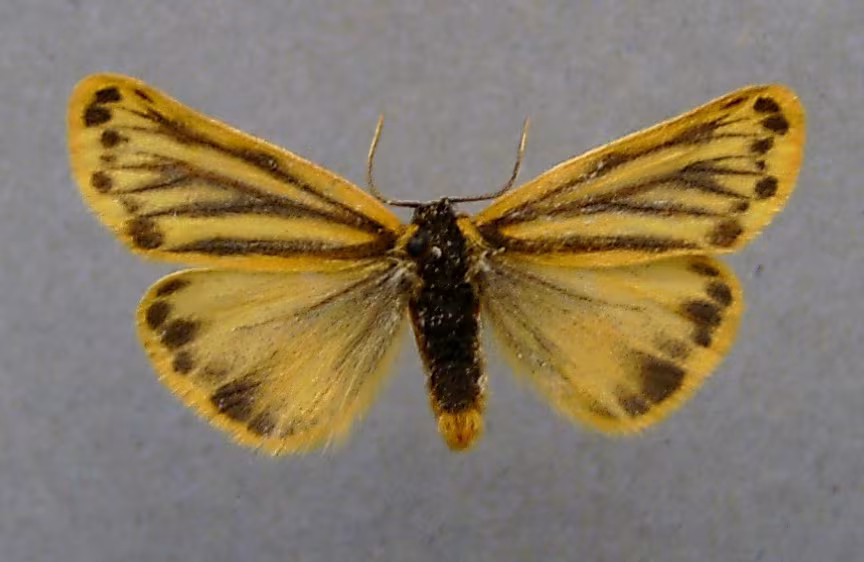 piccolo arctide
