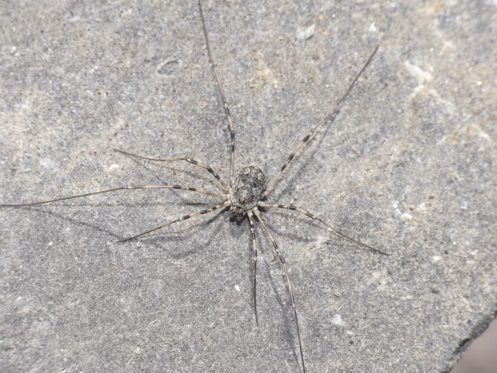 Mitopus glacialis