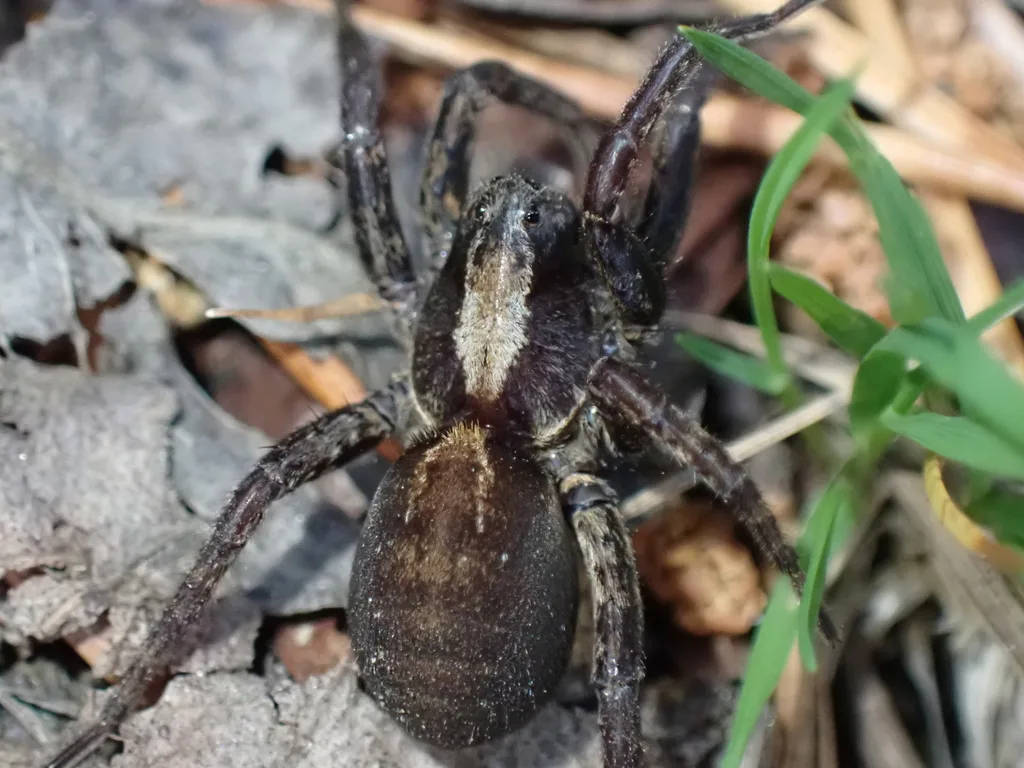 Alopecosa pinetorum