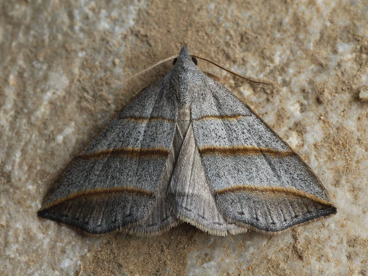 Colobochyla salicalis