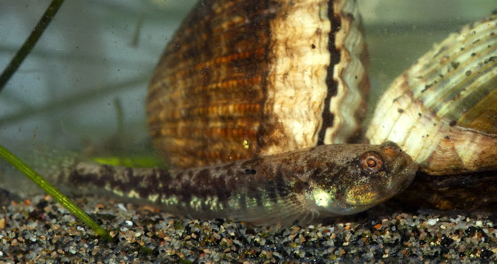 Adriatic Dwarf Goby