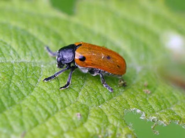 Clytra quadripunctata