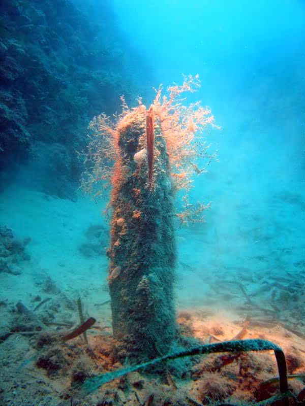 Nacchera spinosa
