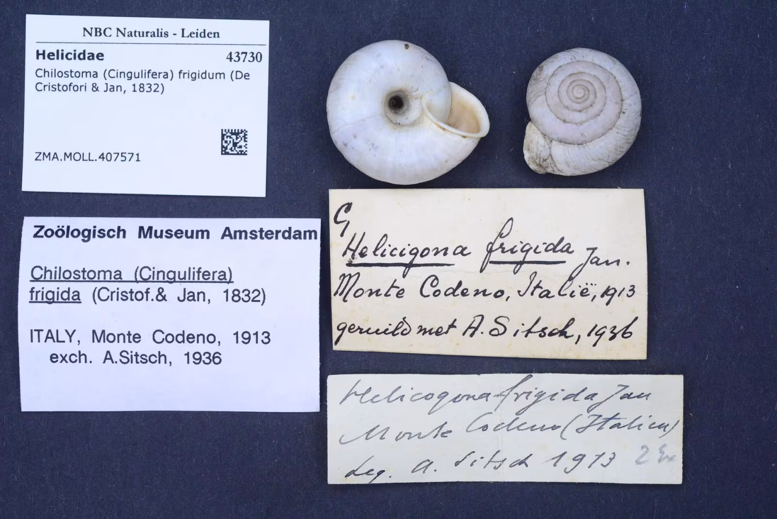 Chilostoma frigidum