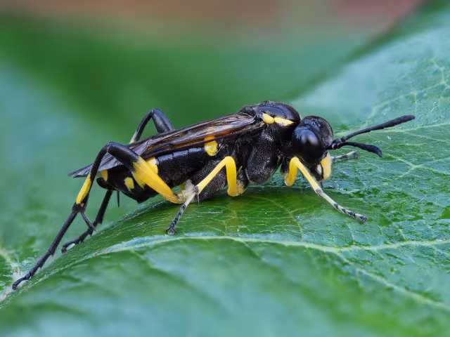 Macrophya montana