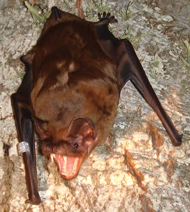 nottola gigante