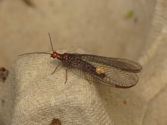 Nothochrysa capitata