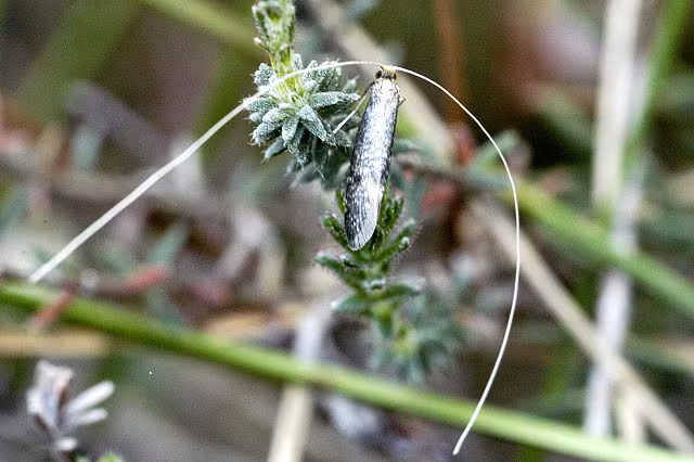 Nematopogon swammerdamella