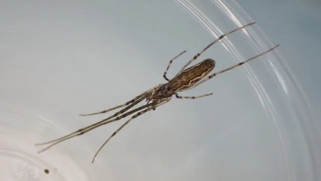 Tetragnatha nitens