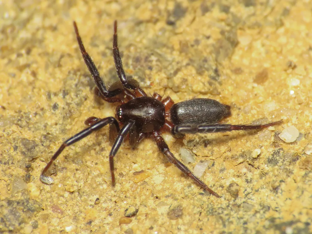 Zelotes paroculus
