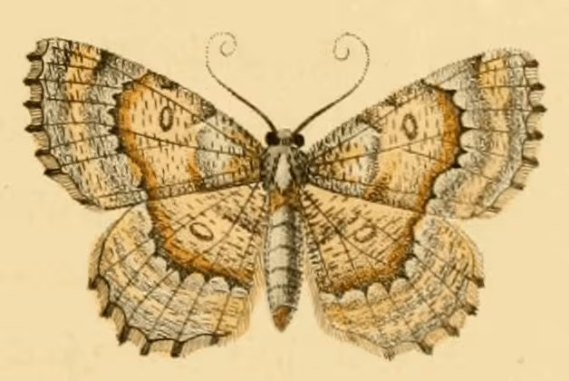 Charissa variegata