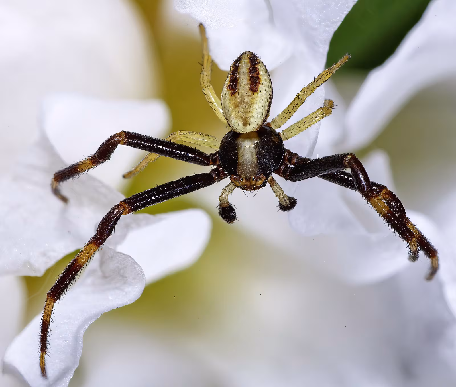 Misumena vatia