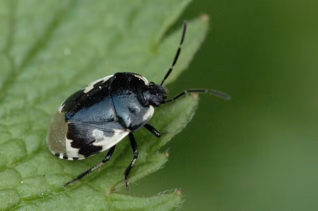 Tritomegas bicolor