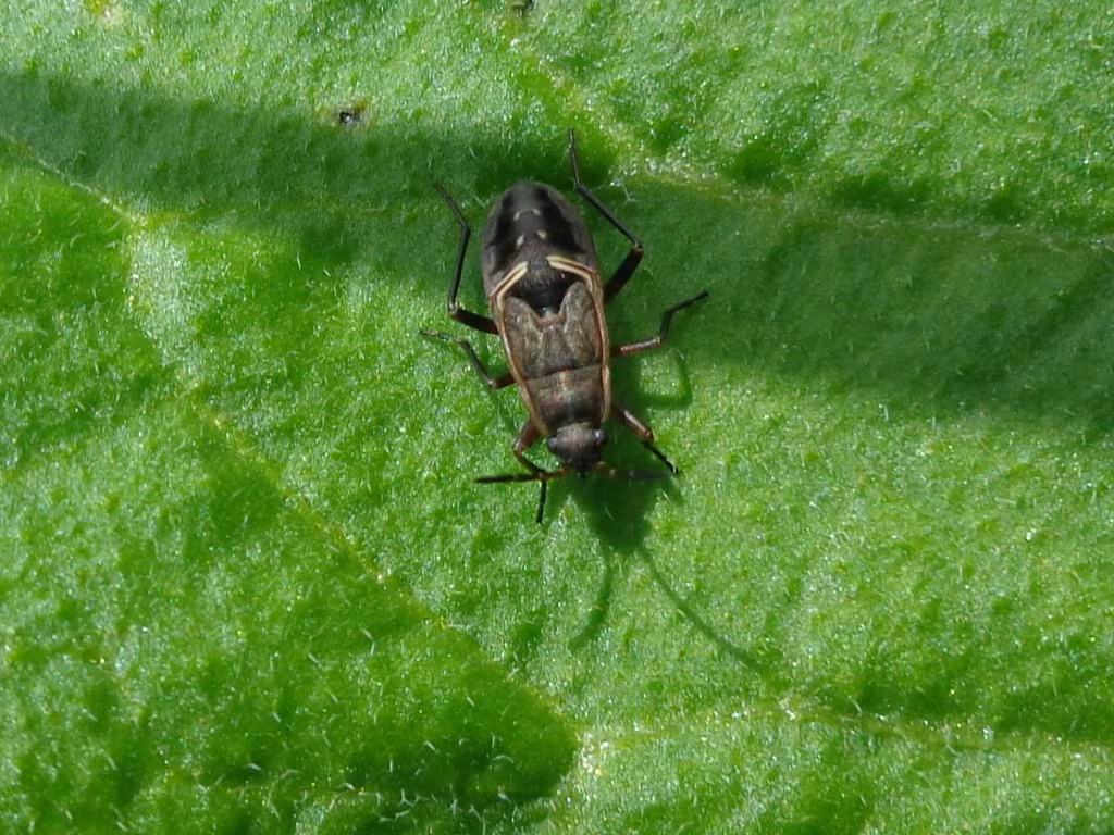 Rhyparochromus pini