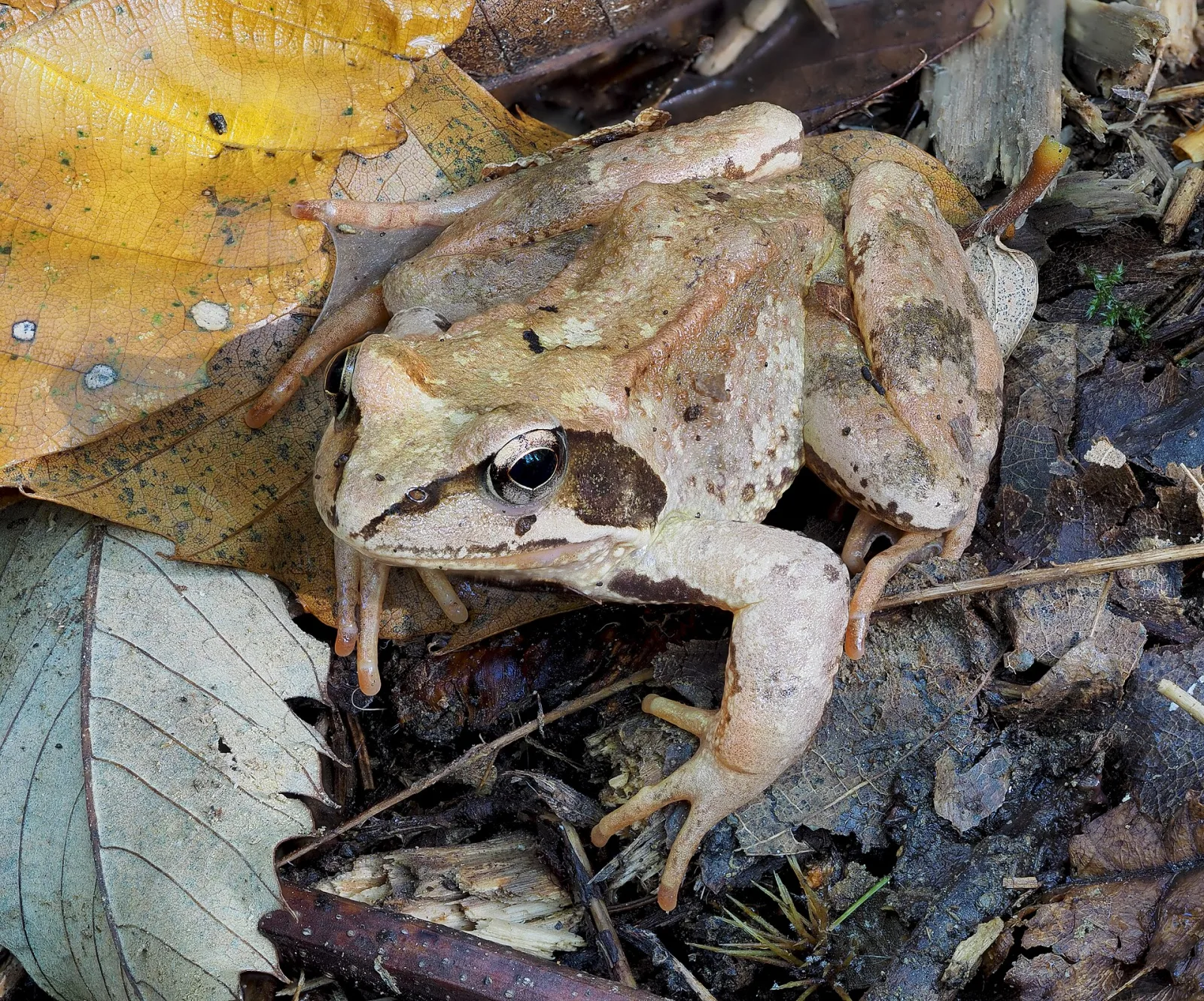 Agile Frog