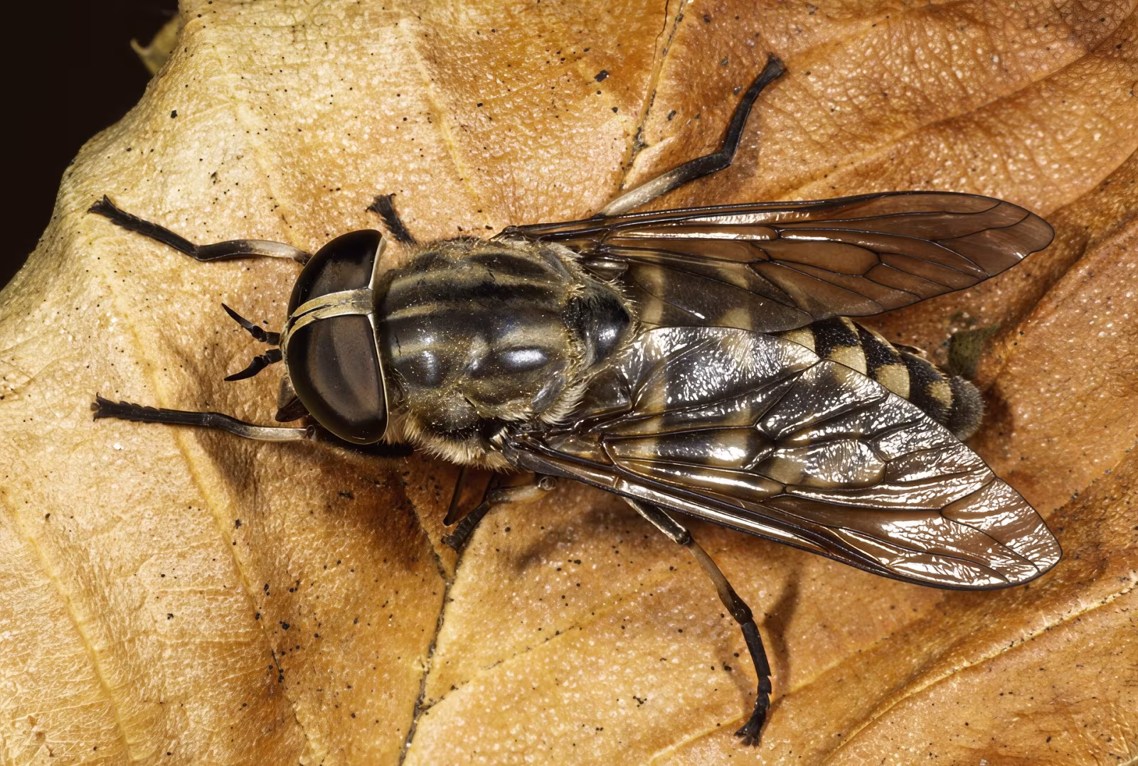 Tabanus autumnalis