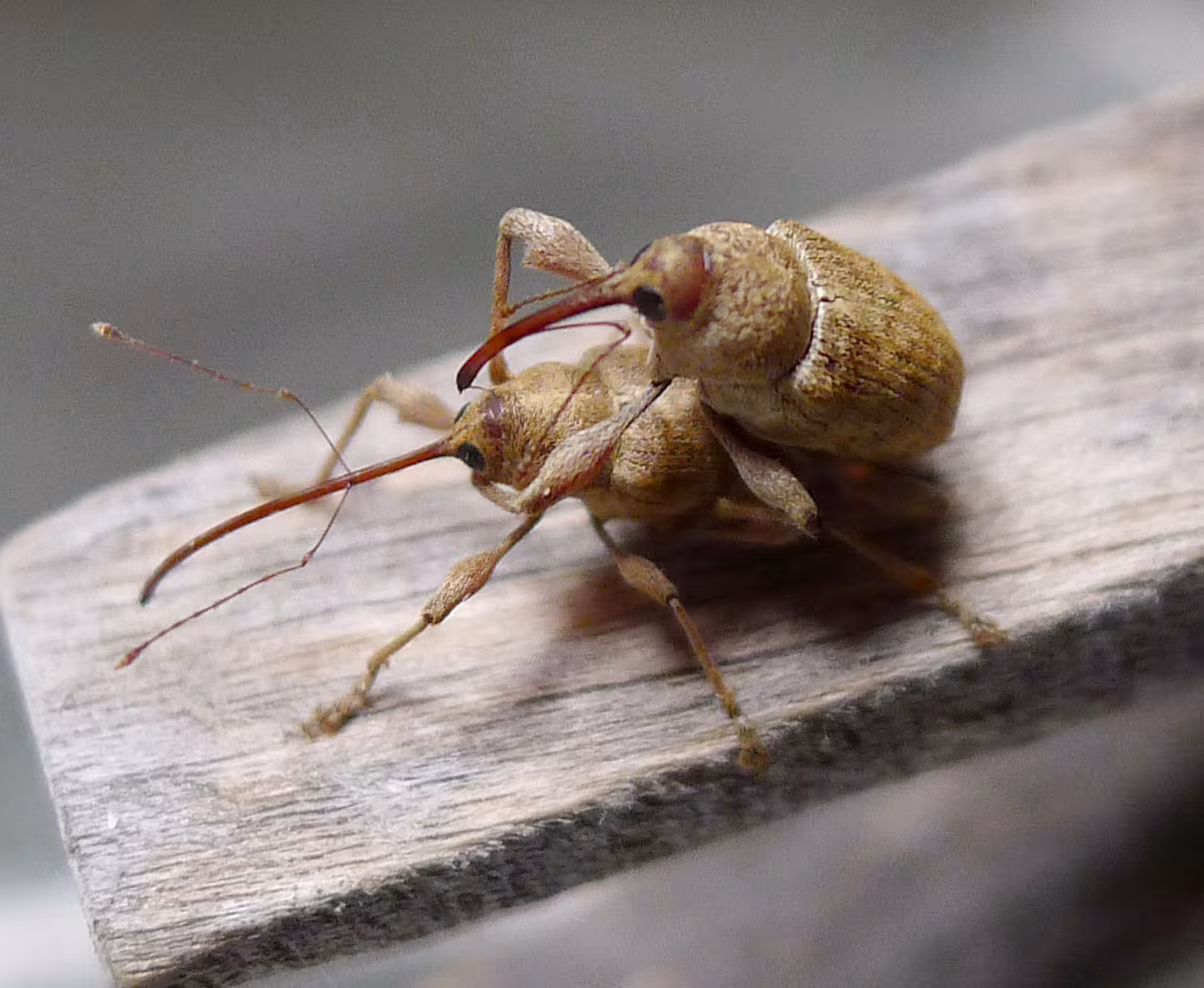Chestnut Weevil